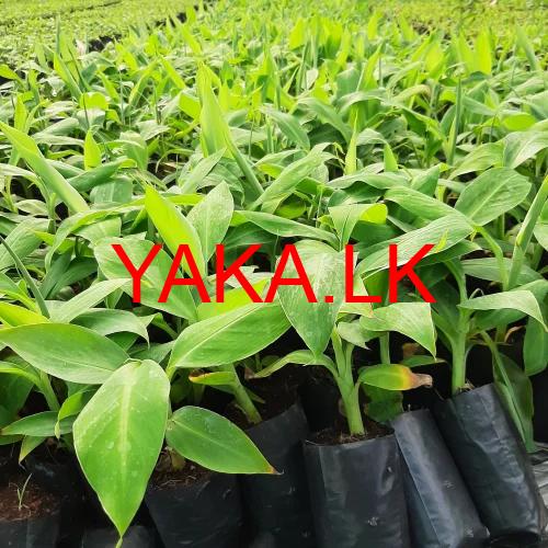 කෙසෙල් පැළ