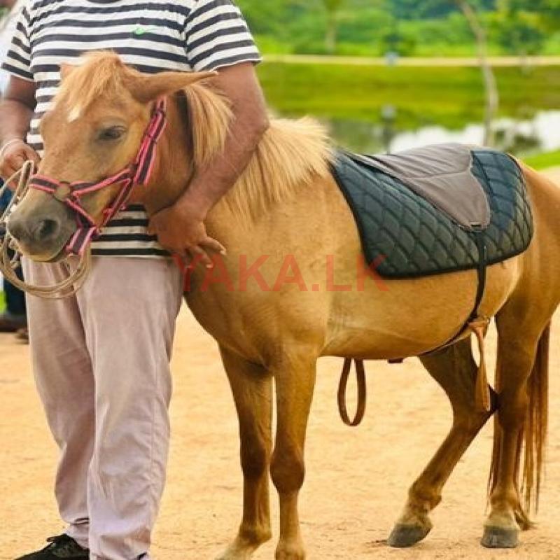 Male Pony
