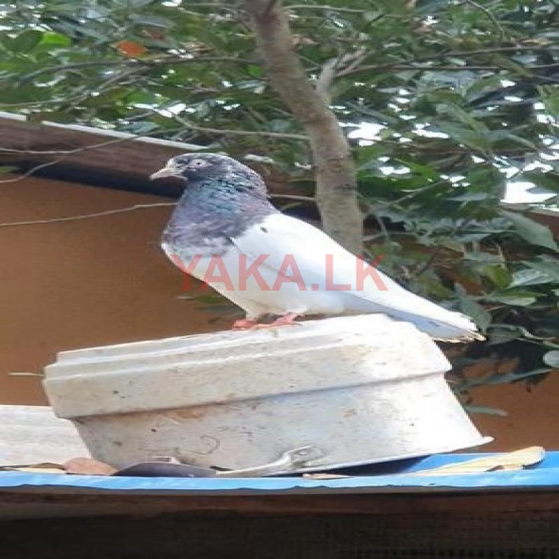 Pigeon