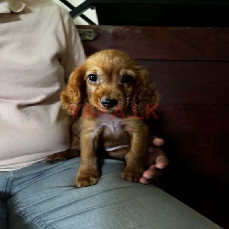 Cocker Spaniel