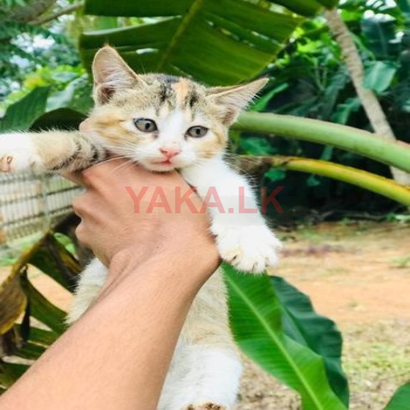 Persian Mix Cat