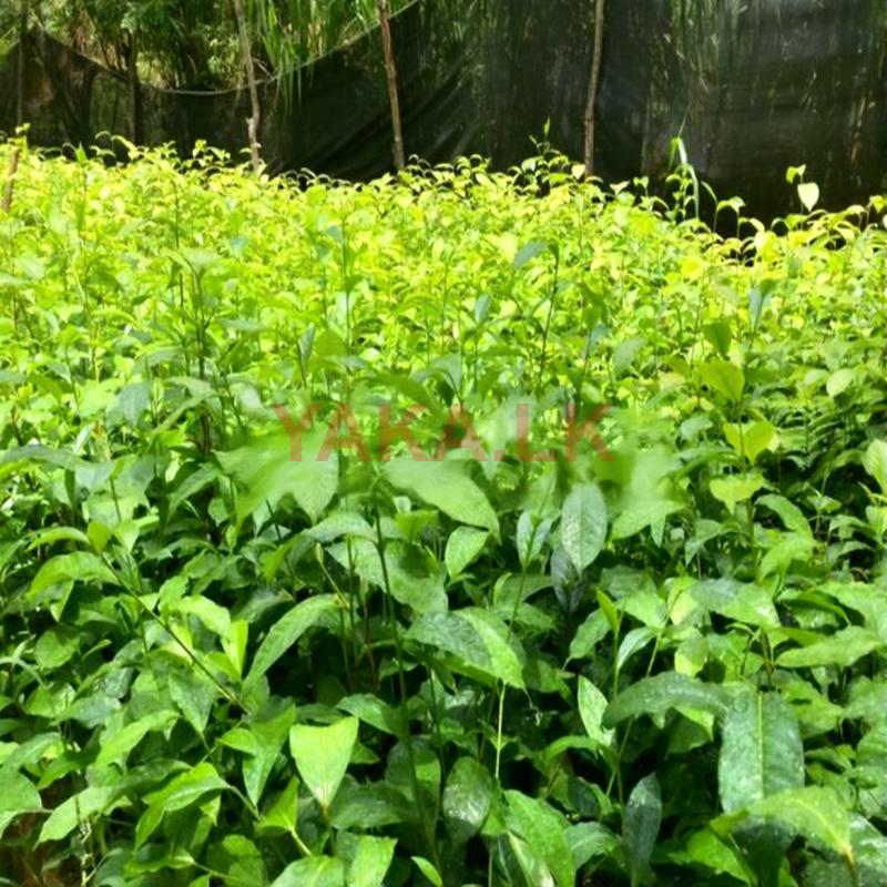 තේ පැල