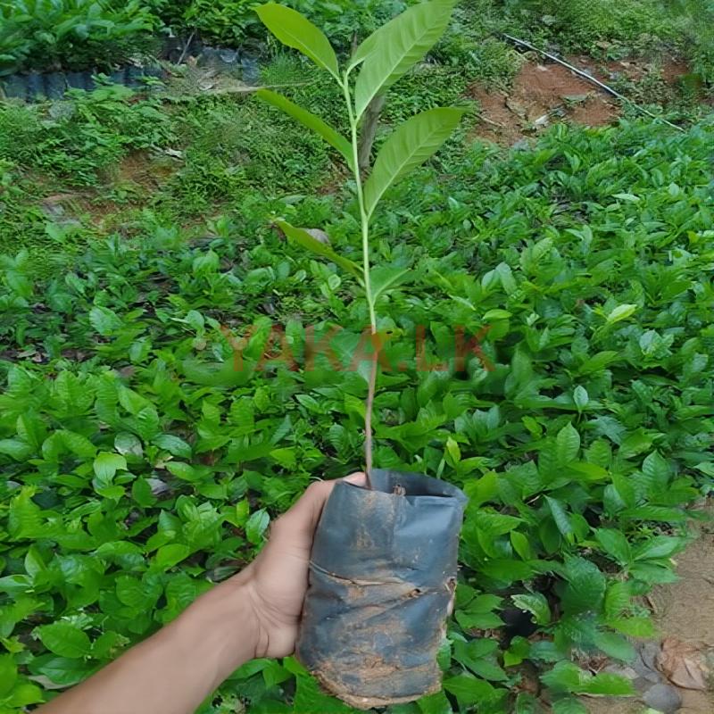 Tea Plants