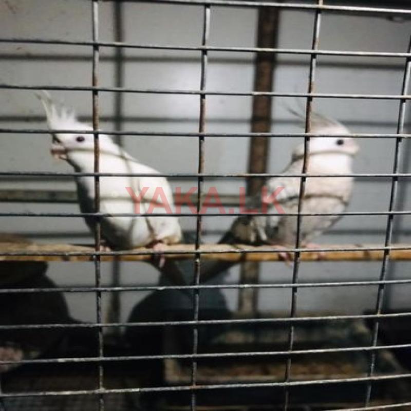 Cocktail Albino
