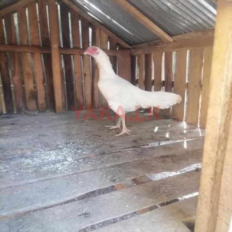 Farm Chicken