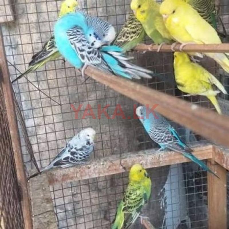 Love Birds