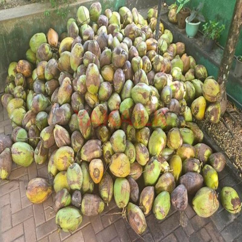 Coconuts