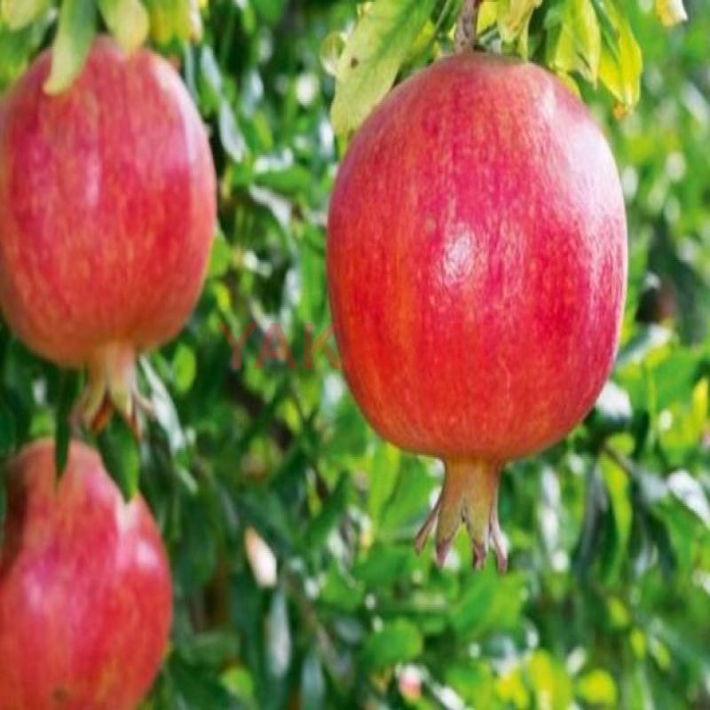 மாதுளை