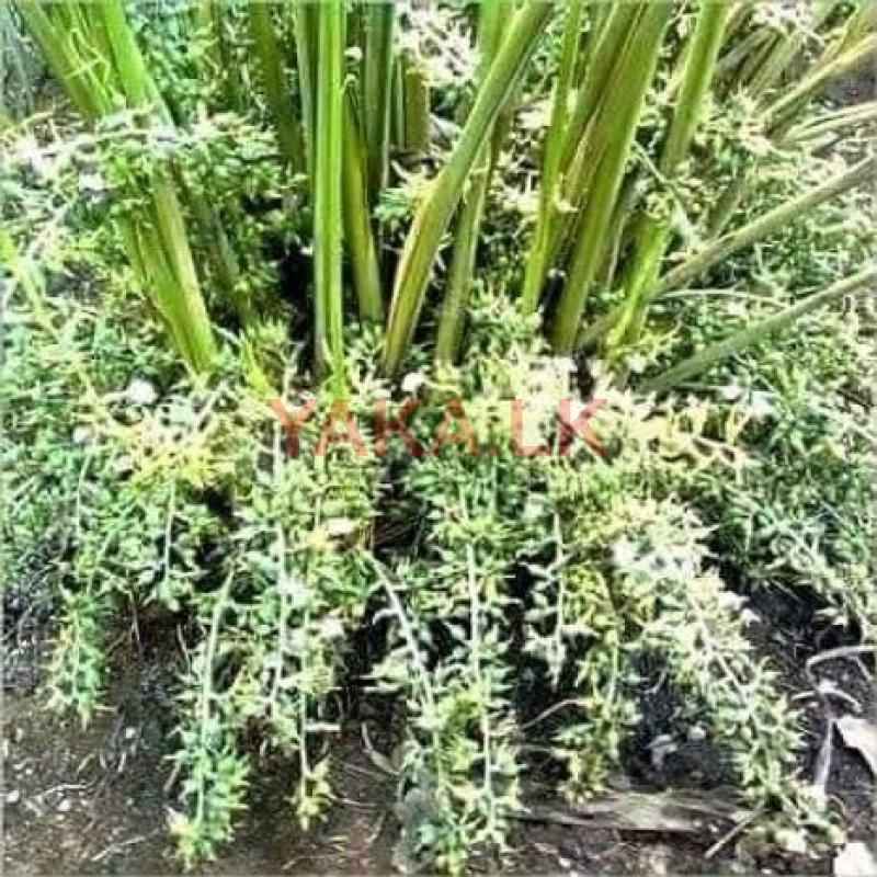 Cardamon පැළ