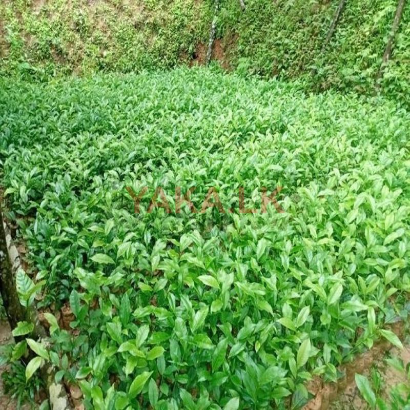 තේ පැල