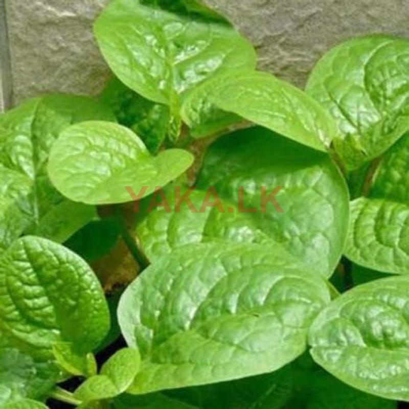 නිවිති බීජ