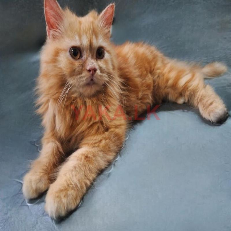 Persian Kitten