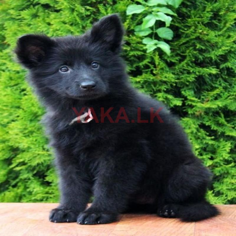 German Shepherd Puppy