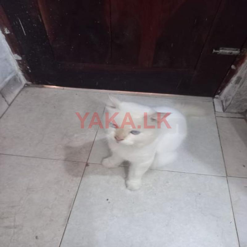 Male Persian Cat