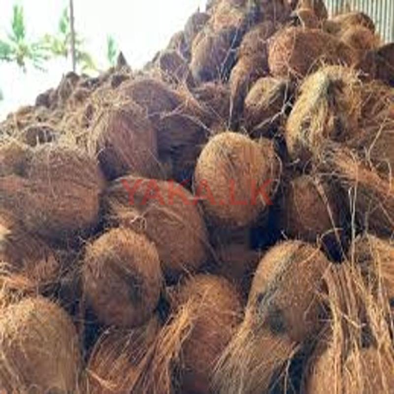Coconut