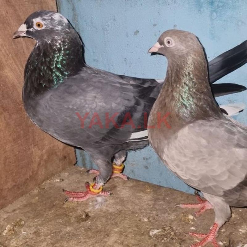 Pigeon