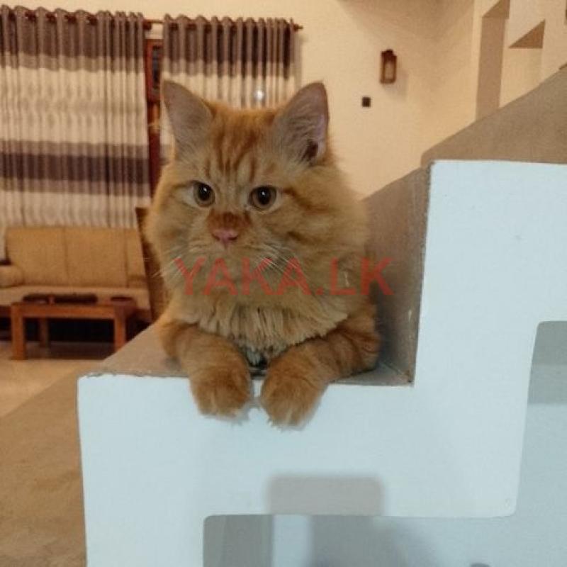 Persian Cat