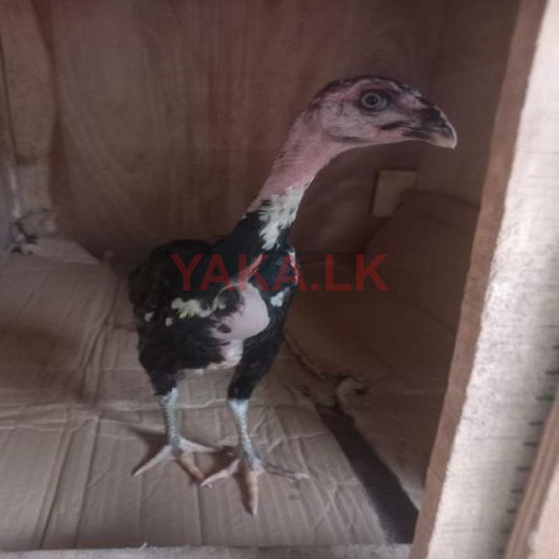 Rooster