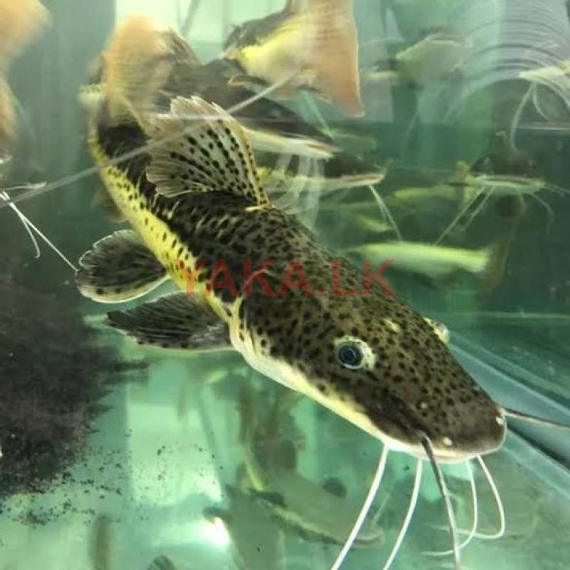 Redtail Cat Fish