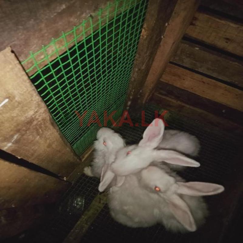 Rabbits