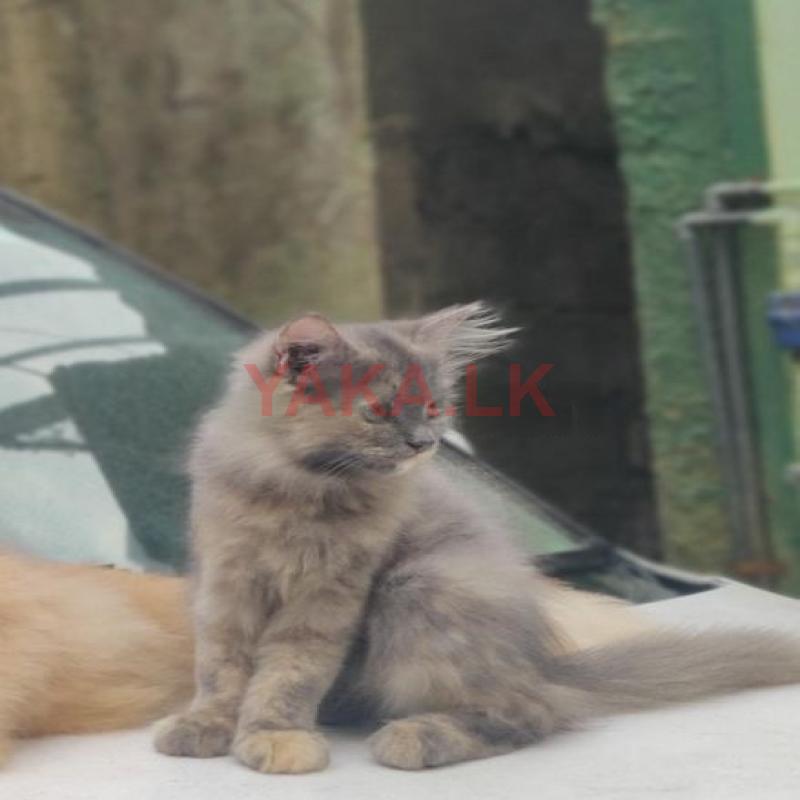 Persian Cat