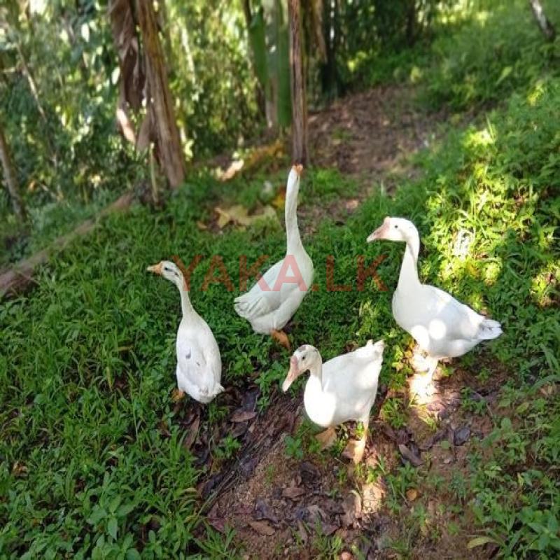 Goose