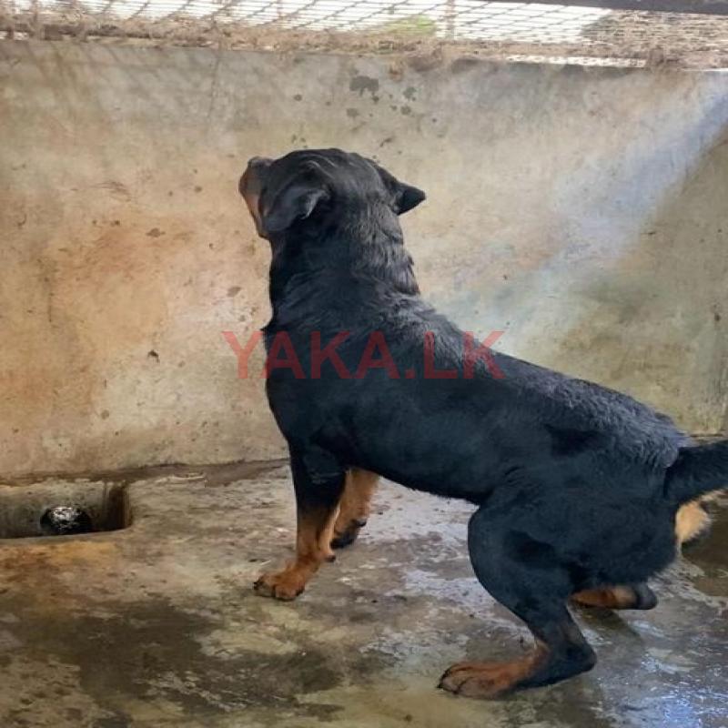 Rottweiler Dog