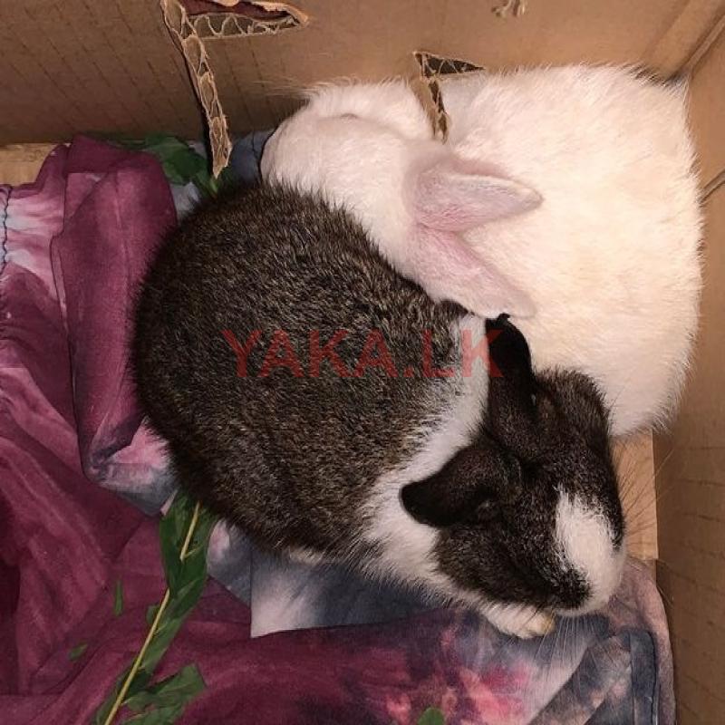Rabbits