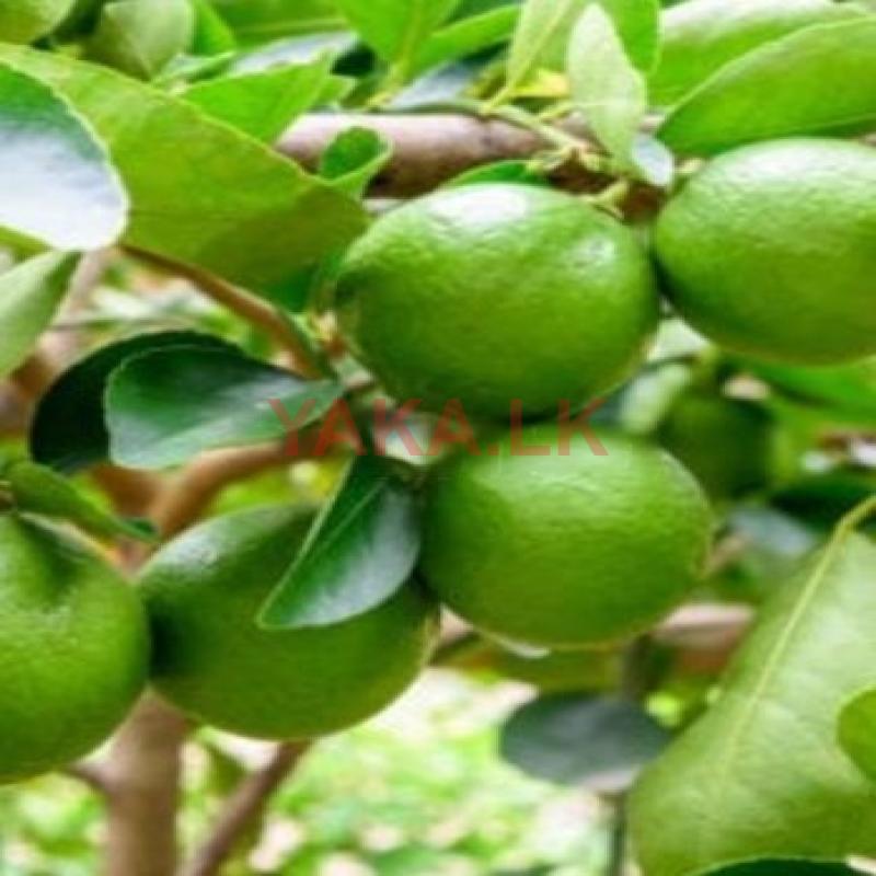 Lemon