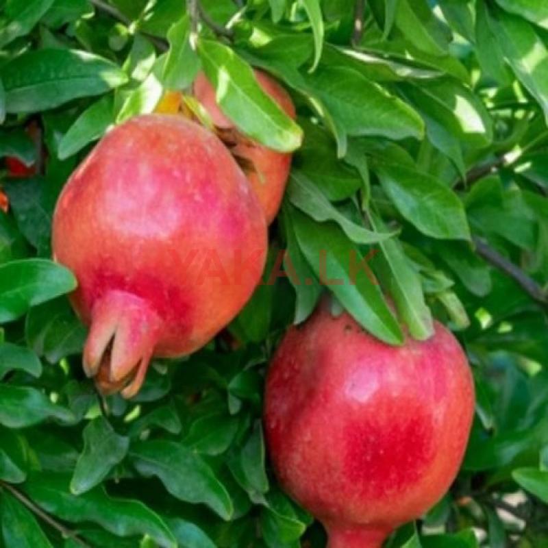 மாதுளை