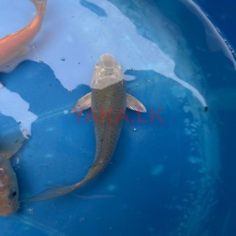 Koi Fish