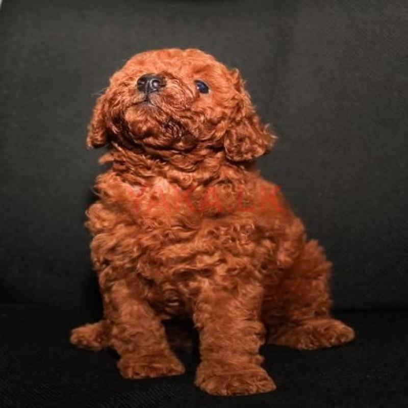 Toy Poodle Puppy
