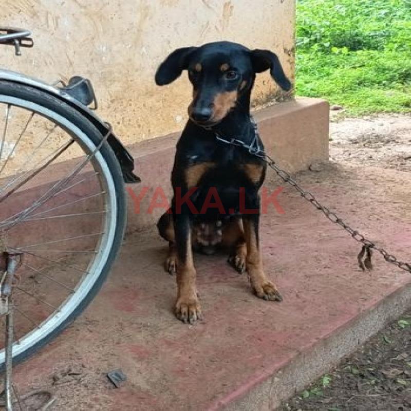 Doberman Dog