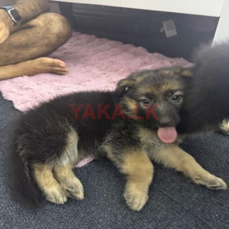 German Shepherd Puppies