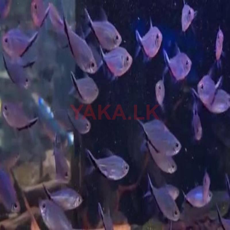 Costae Tetra