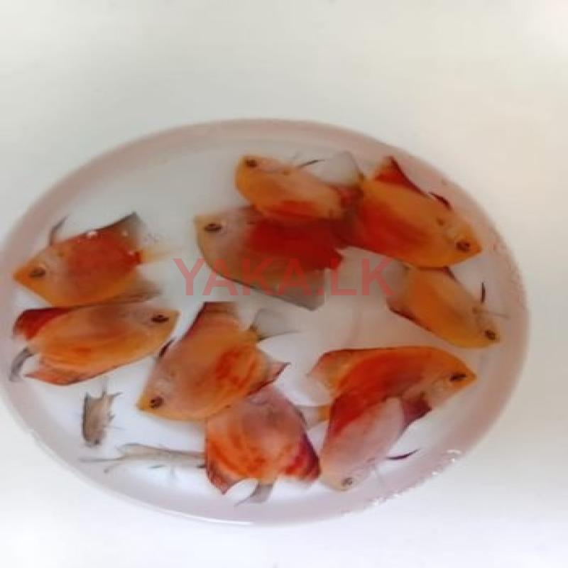 Red Melon Discus