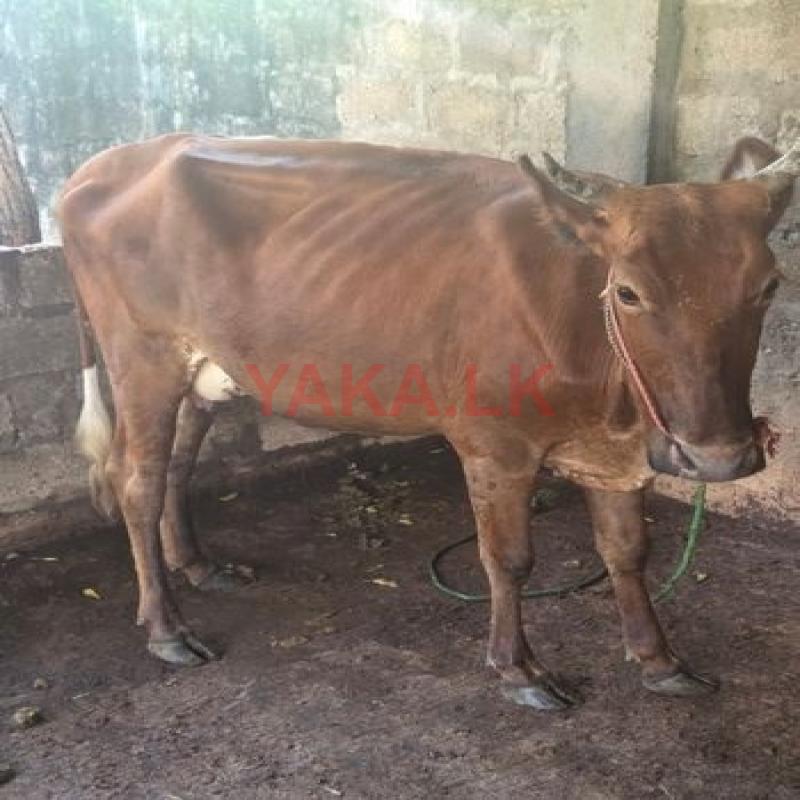 Pregnant cow