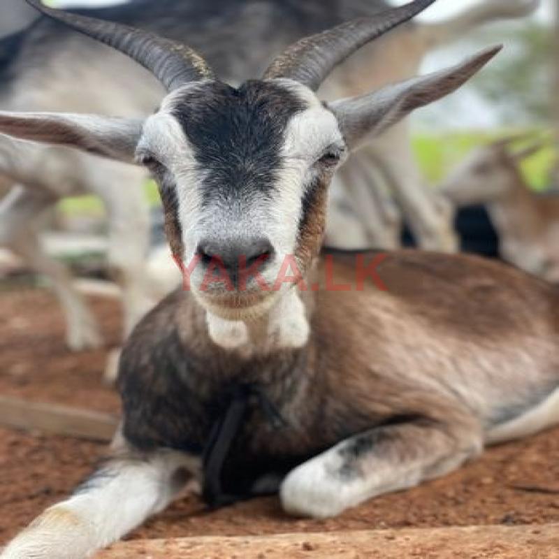 Goats (Eluwa)