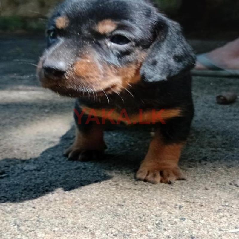 Dashound Puppy