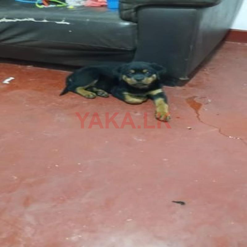 Rottweiler Puppy