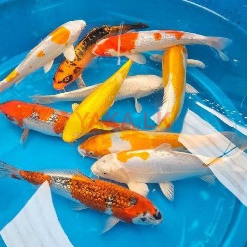 Carp Fish