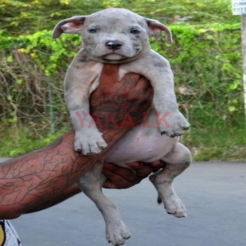 Bully Puppies