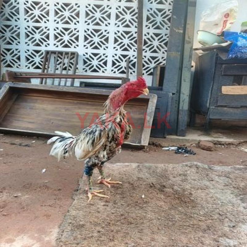 Roosters