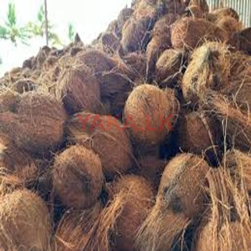 Coconut