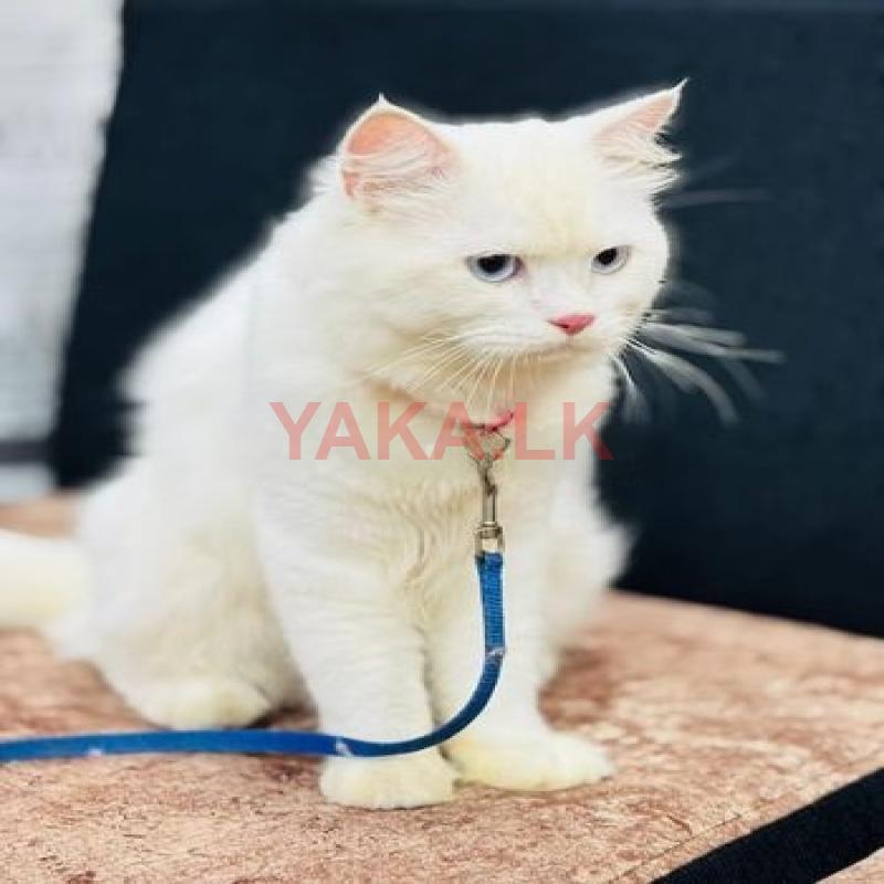 Persian Cat