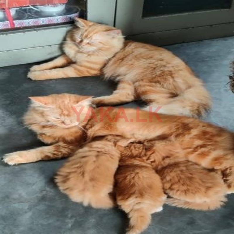 Persian Kittens