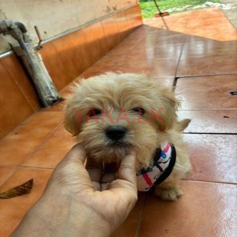 Terrier Puppy