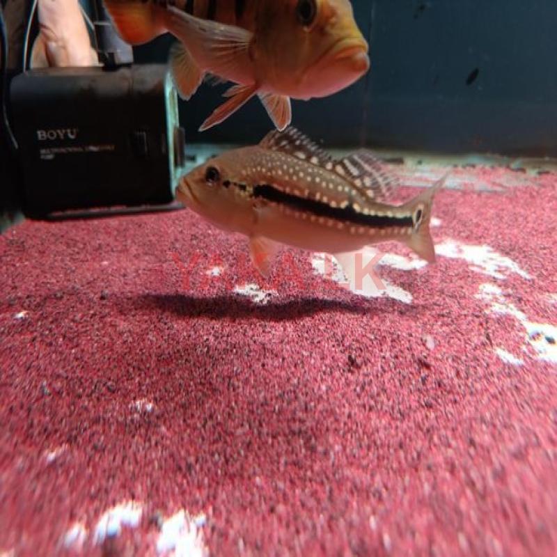 Fogo Peacock Bass
