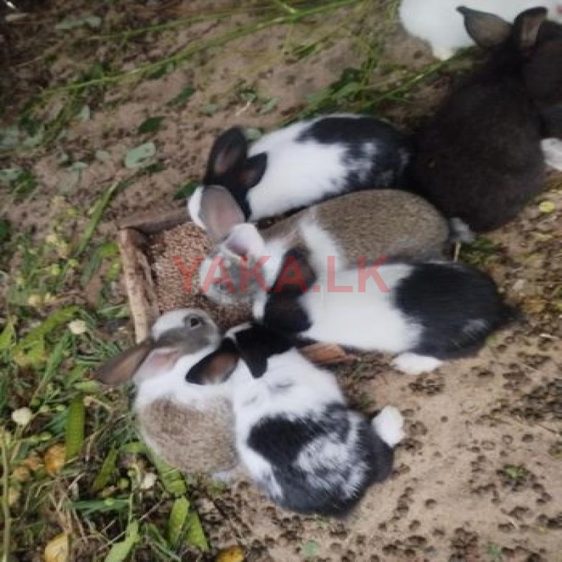 Rabbits