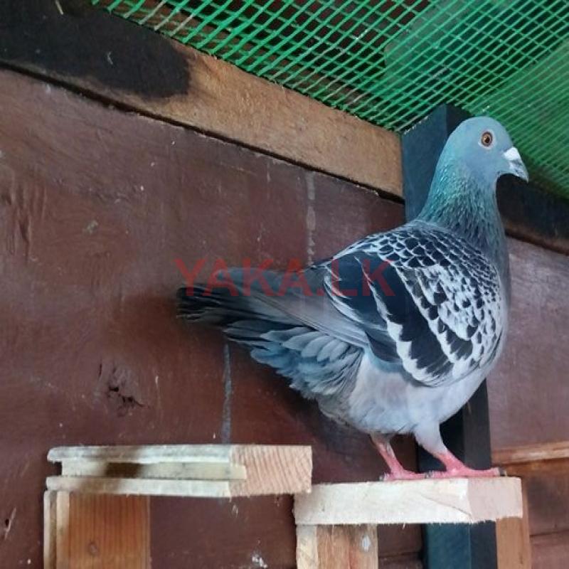 Racing Homer Pigeon